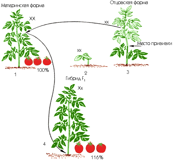 Схема опыта по получению моногибридного гетерозиса у томатов