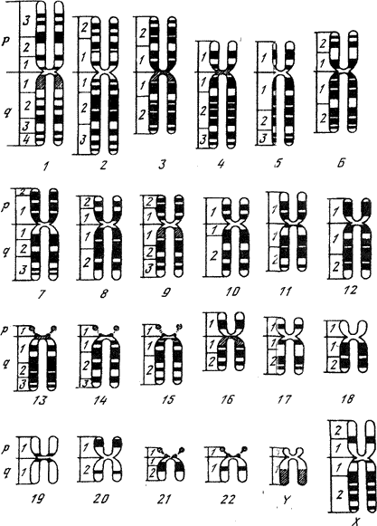 Парижская и денверская. Парижская классификация хромосом. Денверская классификация хромосом.